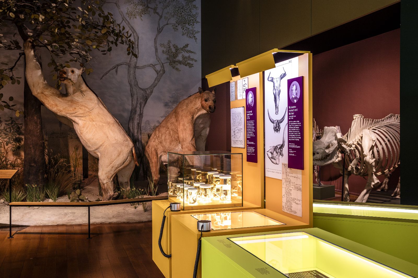 Sonderausstellung ‹200 Jahre Naturhistorisches Museum Basel› – {source?html}